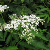 Elderflower