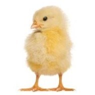 A Fried Egg
