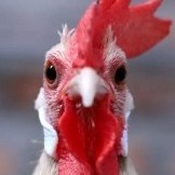 Horny Chicken