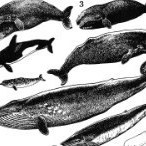 cetacea